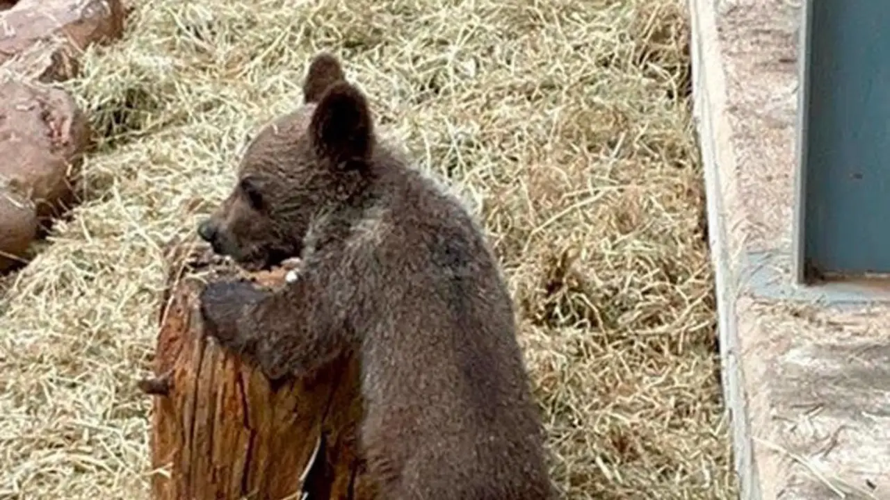 Osezno recuperado en León
