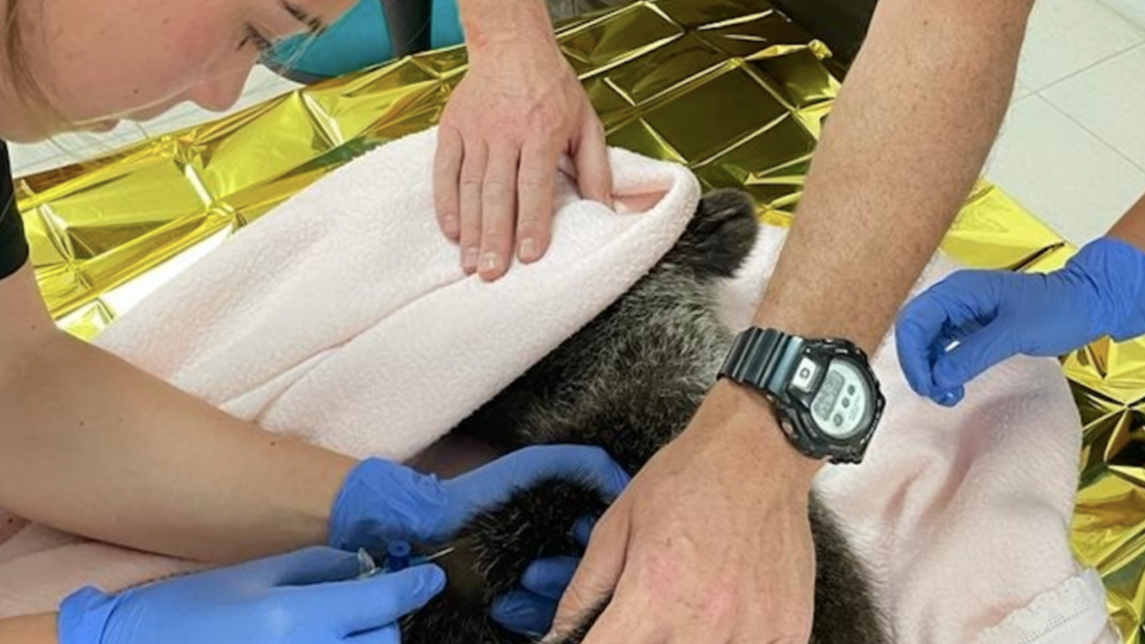 Una veterinaria junto al osezno