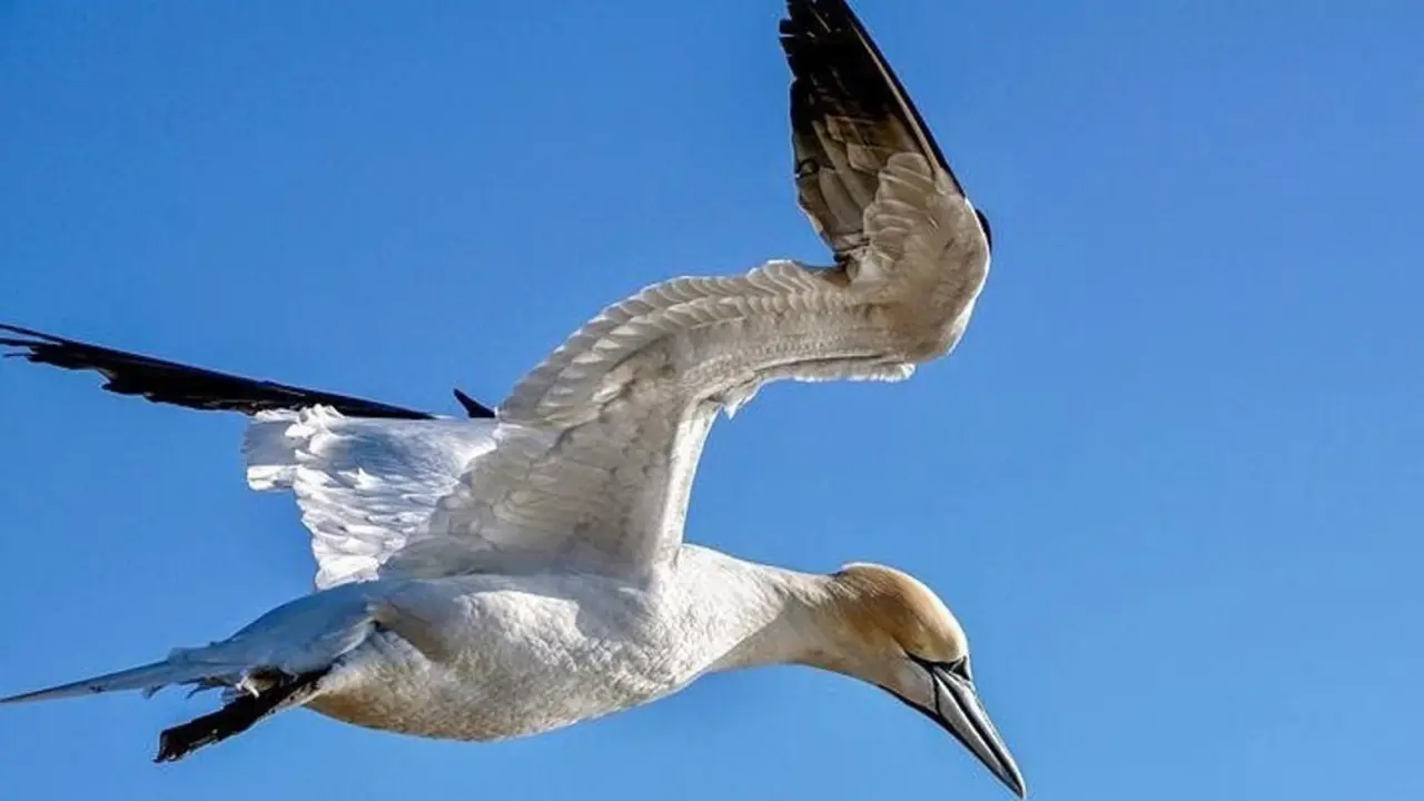 Ejemplar de alcatraz