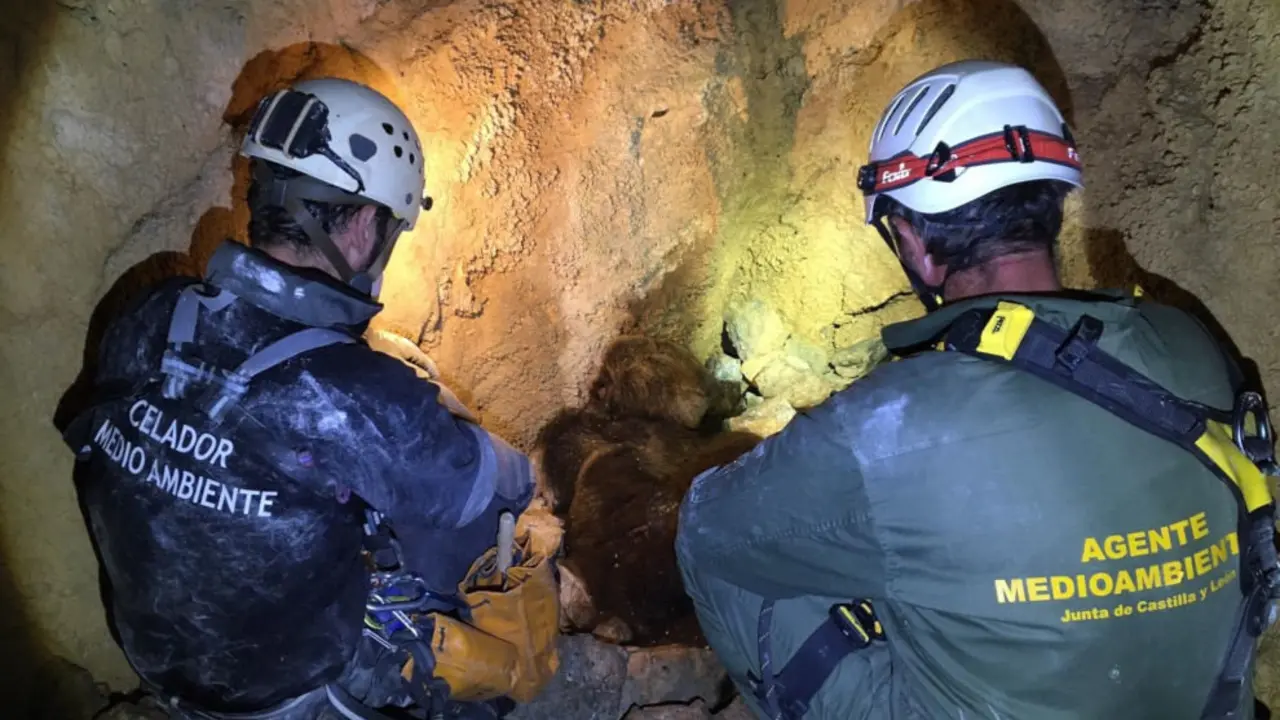 Trabajos de localización de los osos despeñados y hallados sin vida