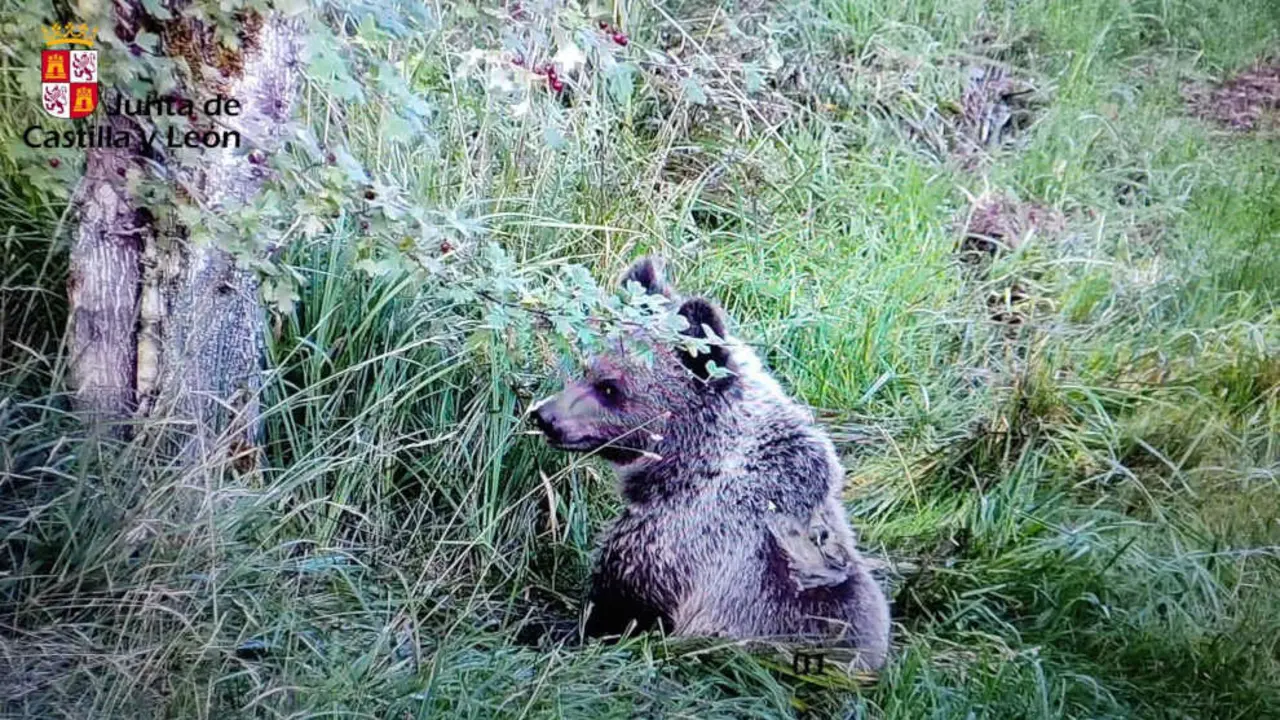 El osezno Martín trasladado a León