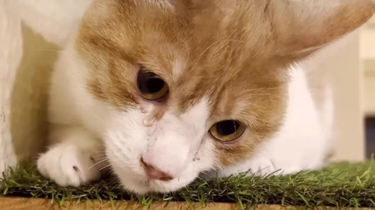 Una cafetería pionera en Cantabria | Foto- Instagram