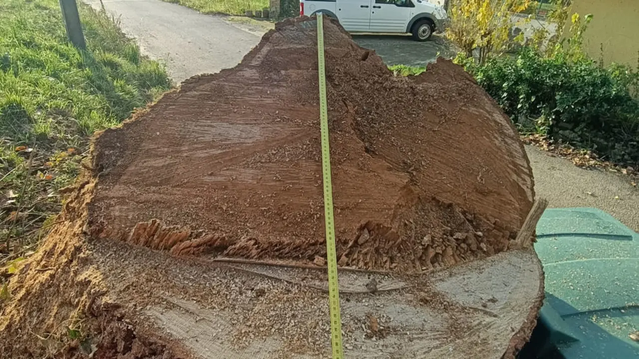Detalle del corte seccional del trono de más de 1 metro de diámetro