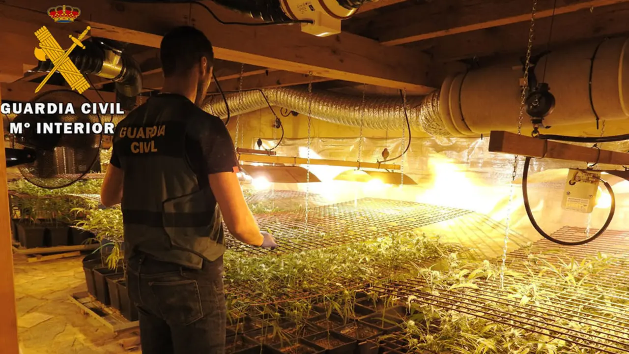 Plantación de marihuana desmantelada en Ramales de la Victoria