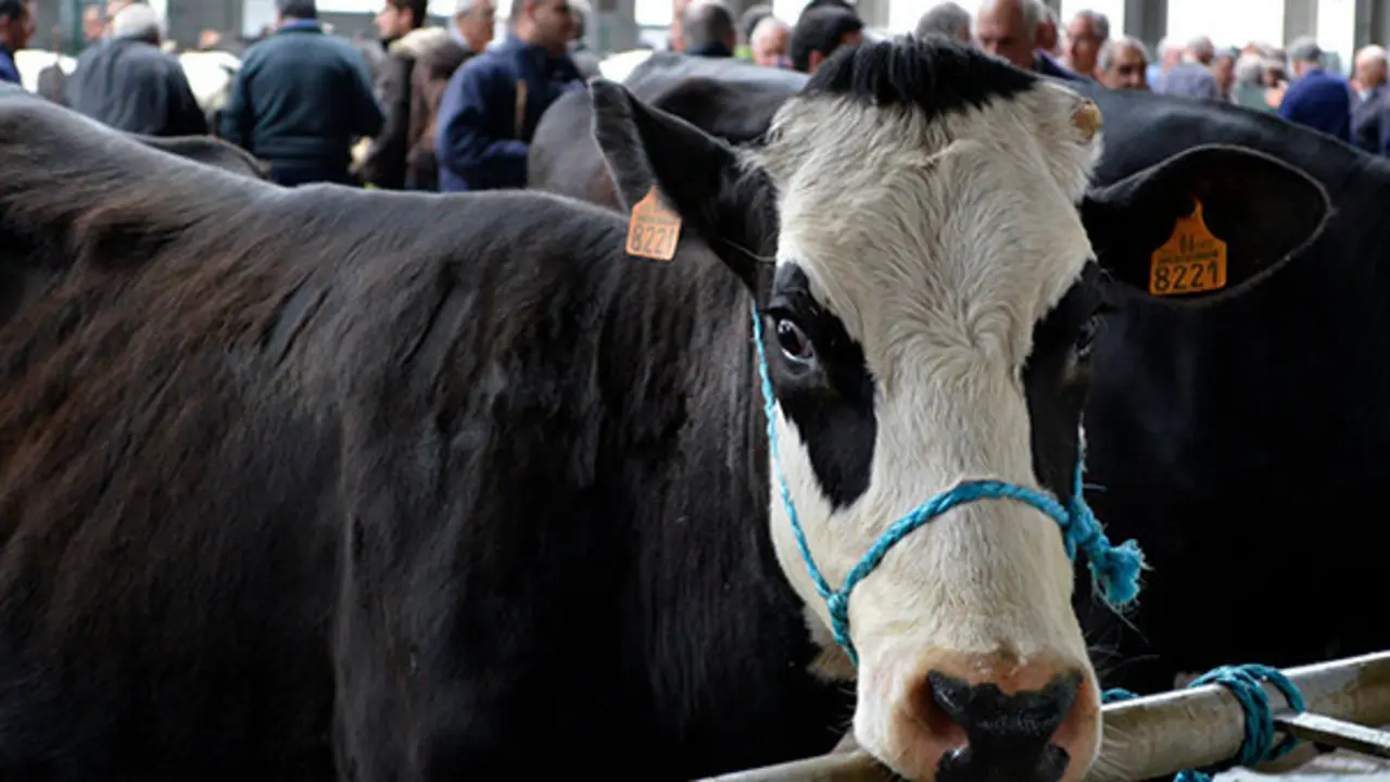 Vaca cántabra | Foto- Archivo