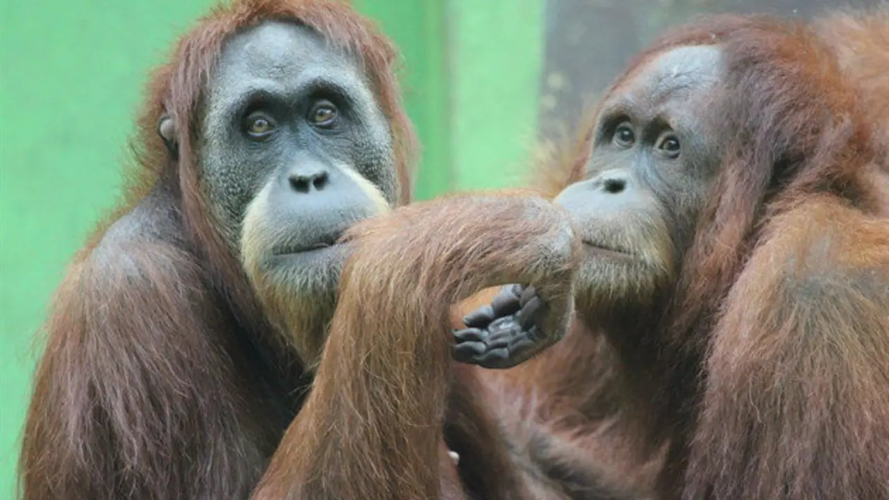 Los orangutanes del Zoo de Santillana