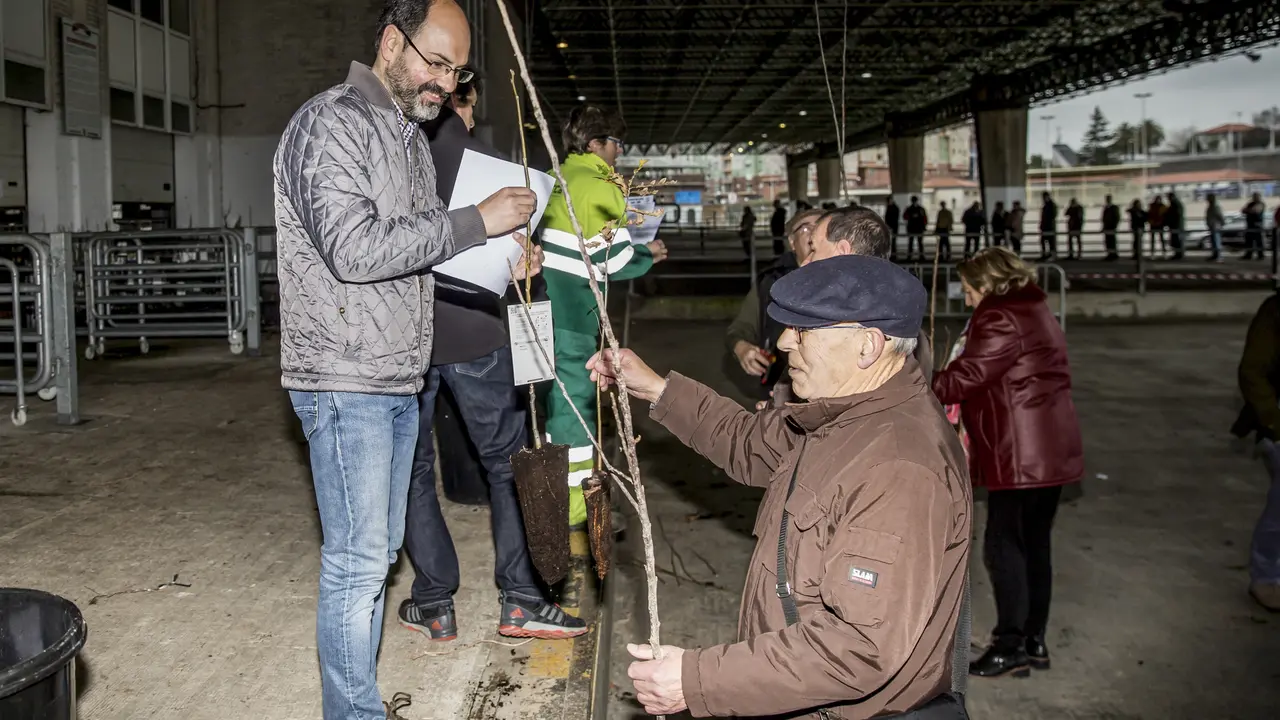 Reparto de ejemplares en la campa&ntilde;a del &aacute;rbol de Torrelavega