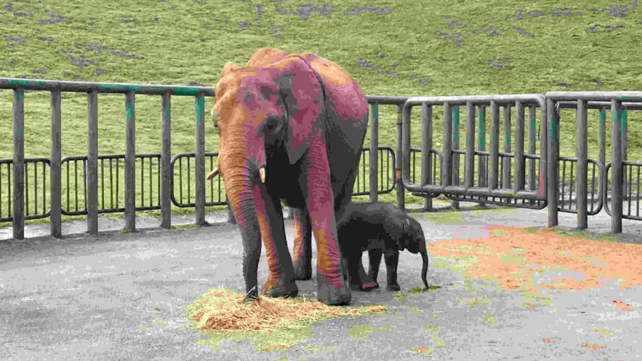 Nacimiento de elefanta en el Parque de Cabárceno