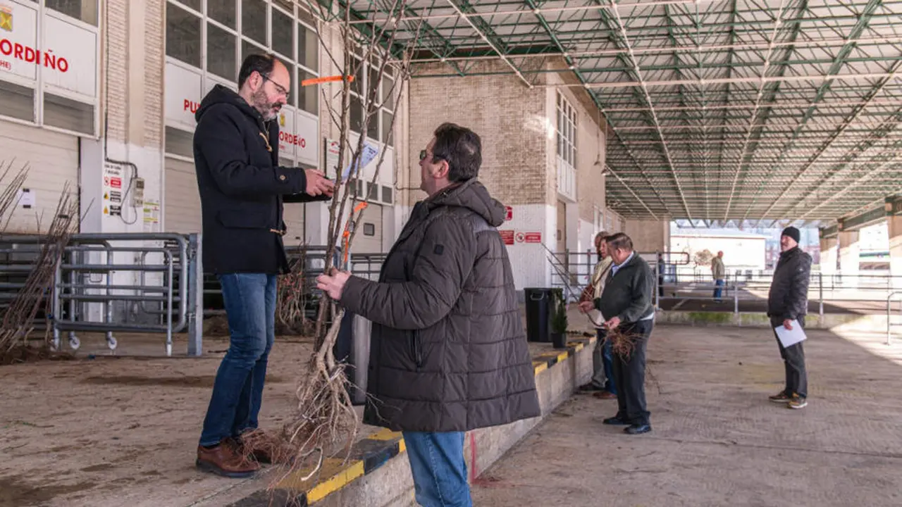 Torrelavega ha iniciado el reparto de árboles, que terminará el lunes