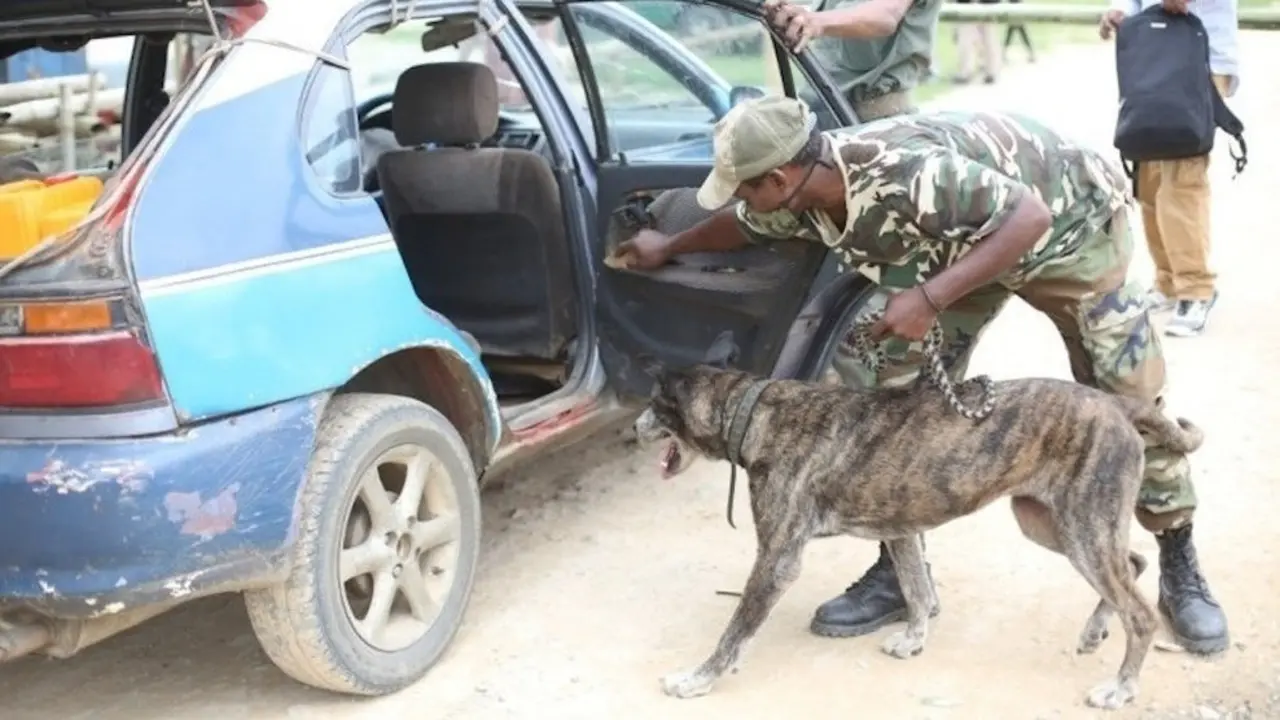  'Holly', una perra jubilada tras combatir el tráfico de animales en el Congo 