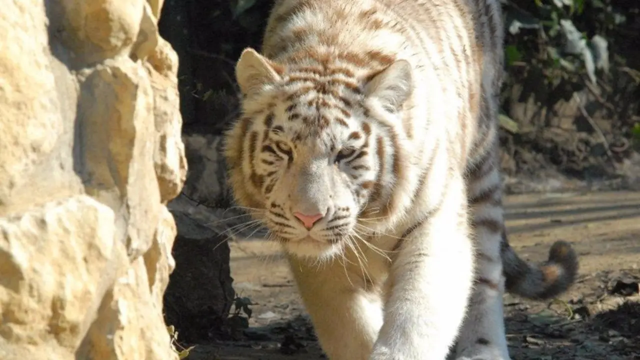 Uno de los felinos del Zoo de Santillana