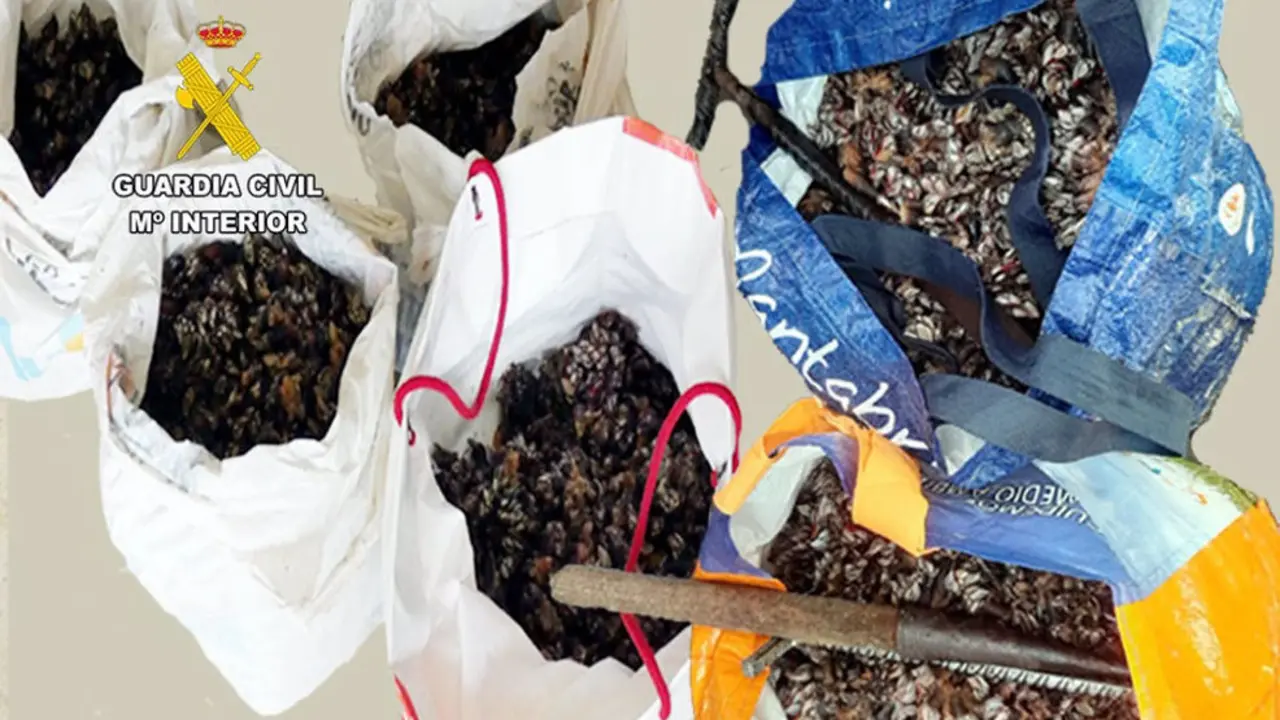 Percebes interceptados