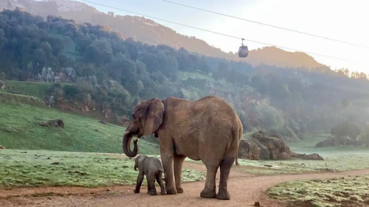 La elefanta pasea con su madre en sus primeras horas de vida