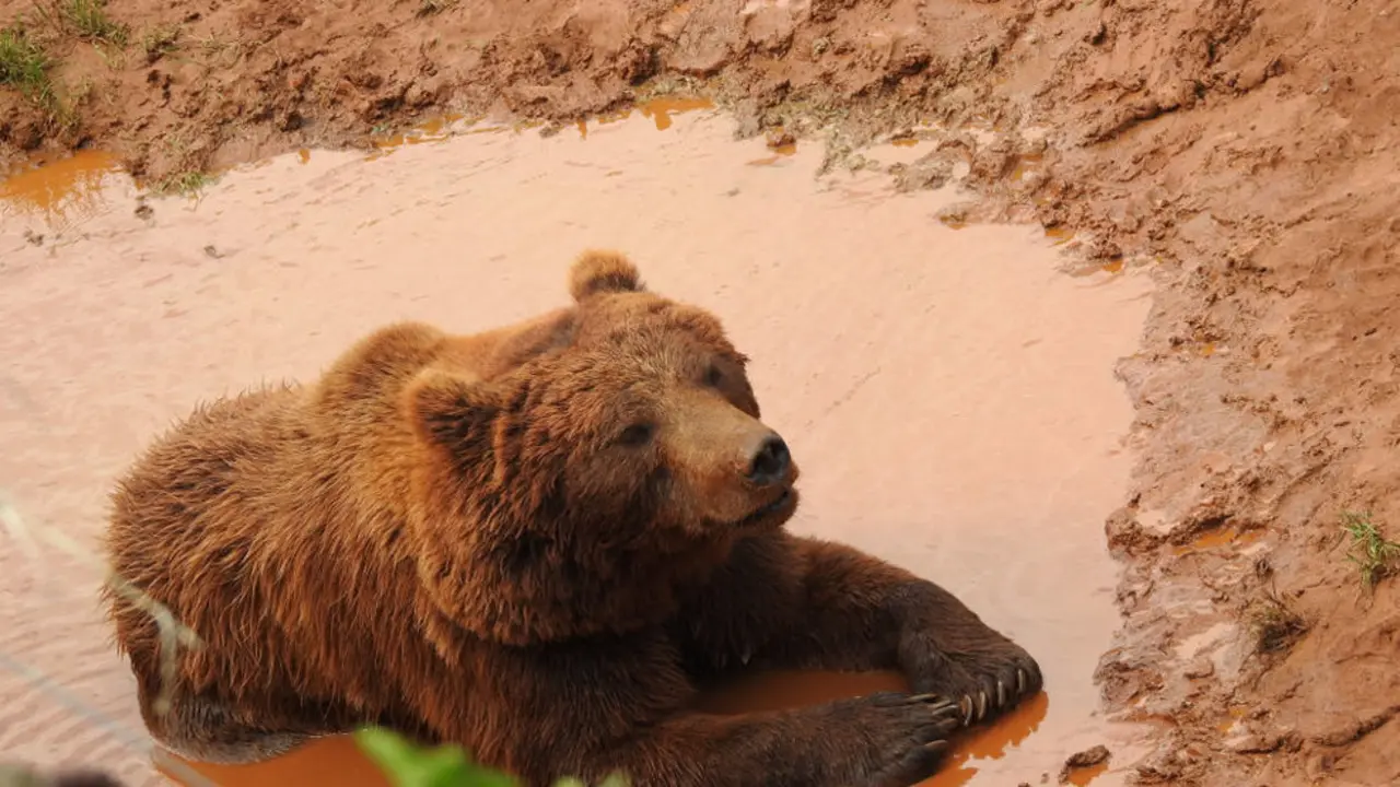 Imagen de un oso tumbado en un charco | Foto- @PCabarceno