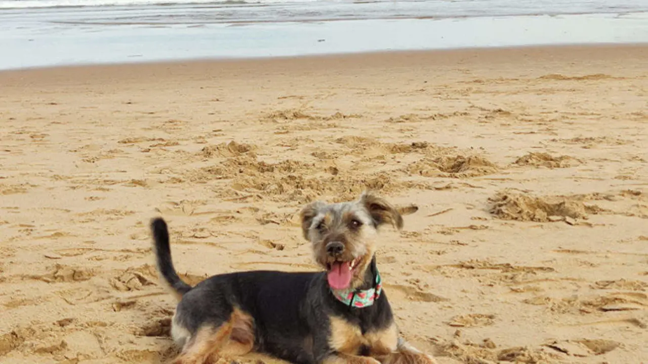 Cantabria ofrece numerosas playas para disfrutar con nuestra mascota | Foto- edc