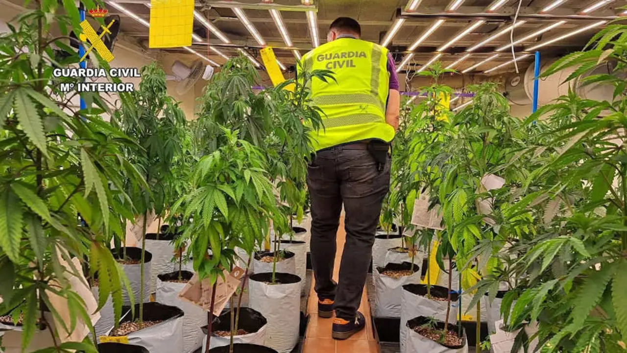 Plantaci&oacute;n en Camargo