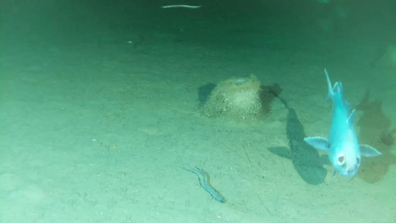 Imagen captada con el lander fondeado a m&aacute;s de 1.000 metros de profundidad frente a la costa de Santander