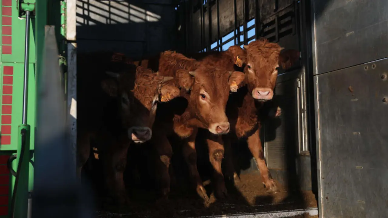 Varias vacas en una ganader&iacute;a