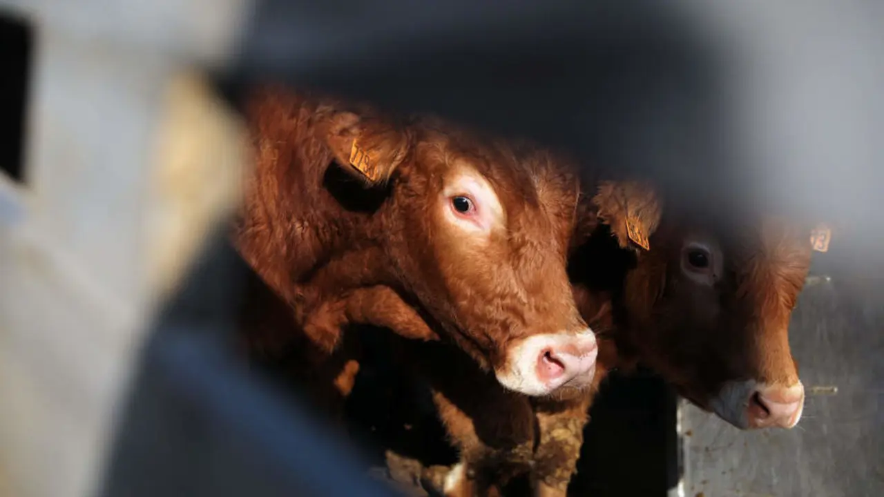 Dos vacas en una explotaci&oacute;n ganadera