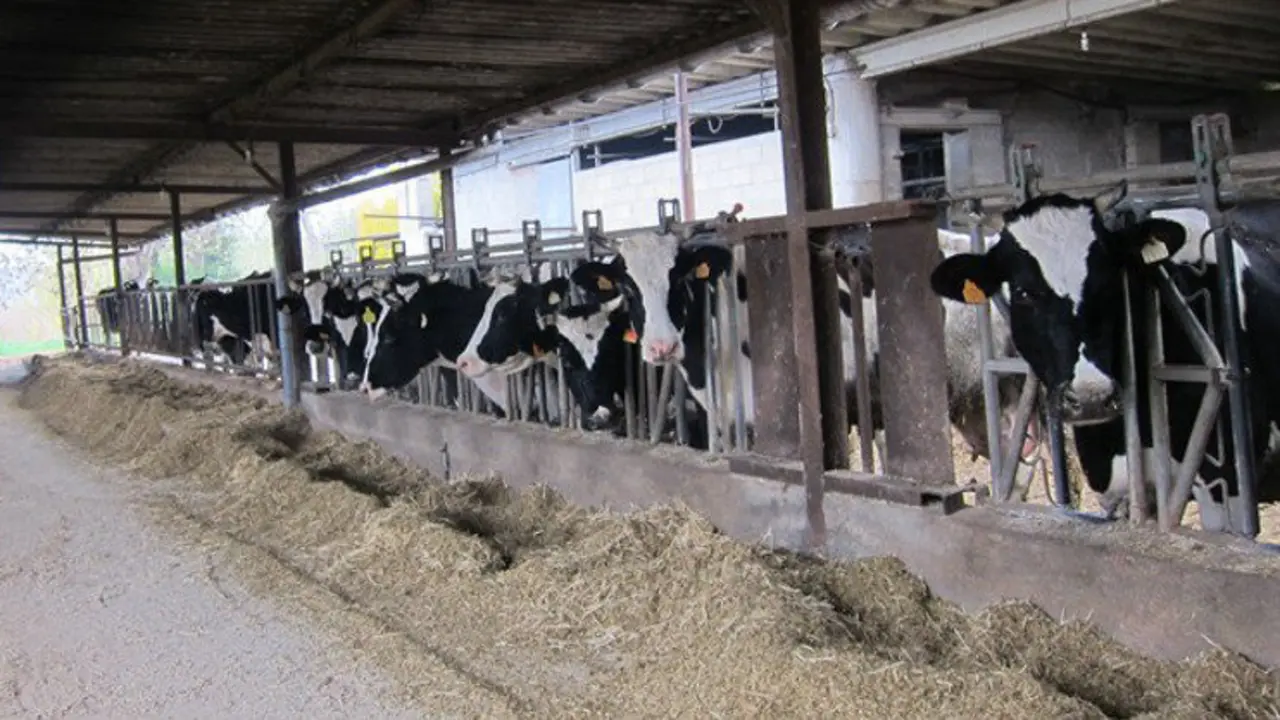 Una ganader&iacute;a