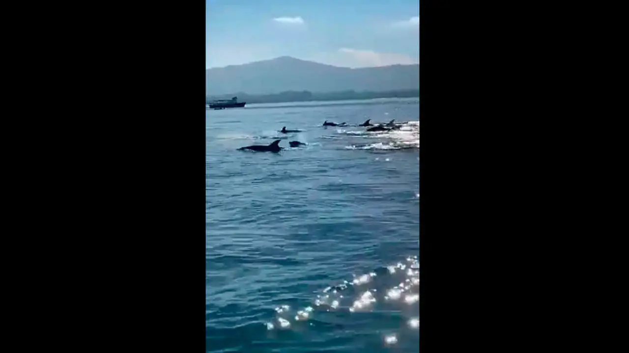 Delfines en la Bah&iacute;a de Santander | Foto- Twitter Postureo C&aacute;ntabro
