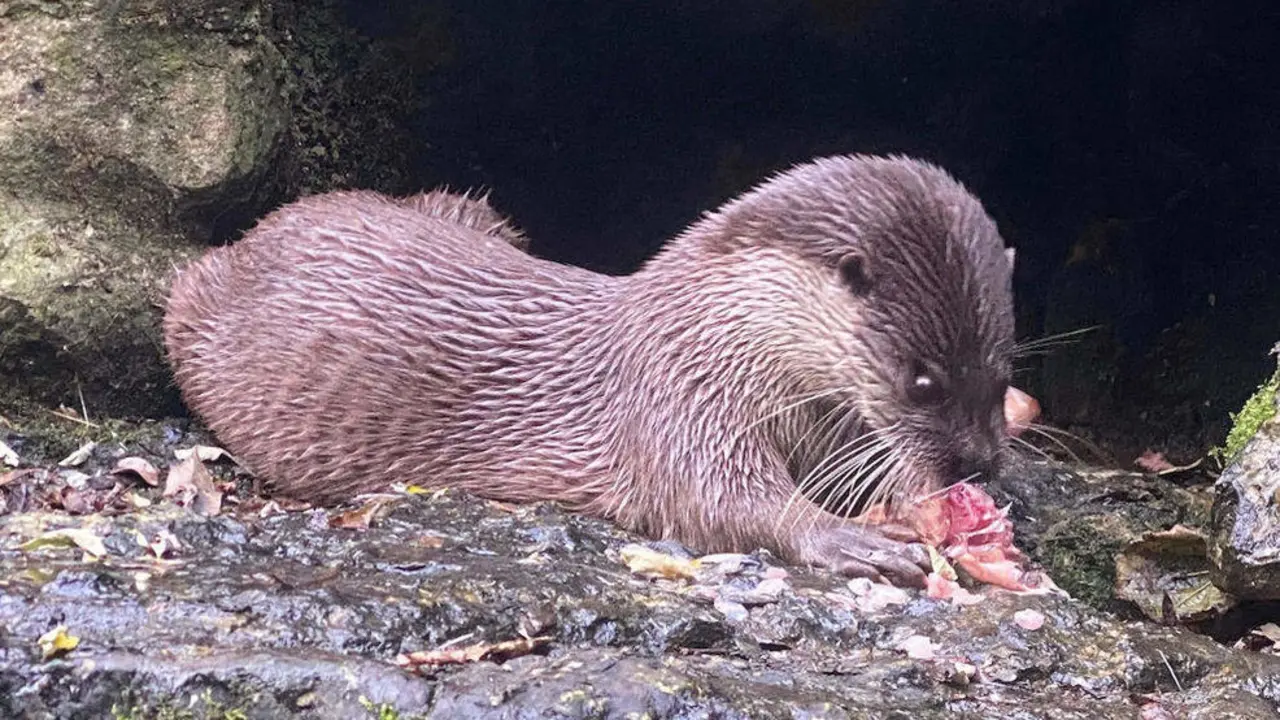 La cr&iacute;a reci&eacute;n nacida y su madre