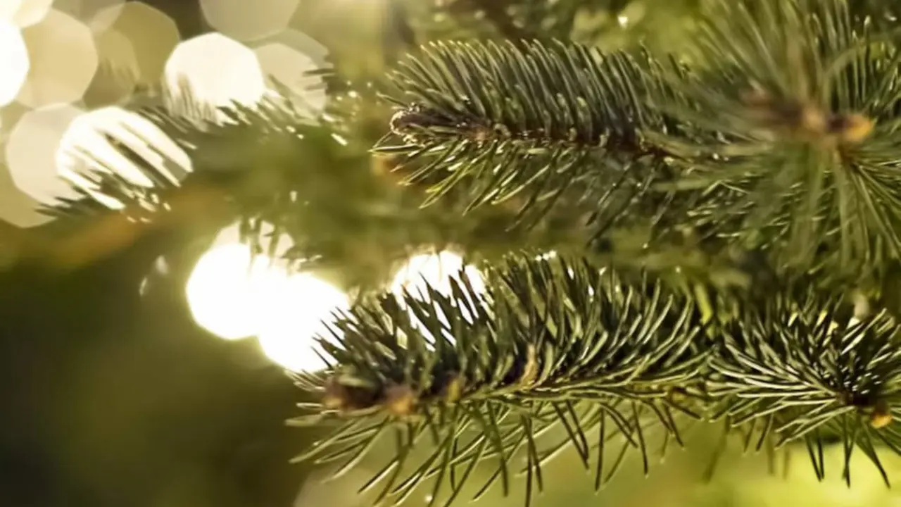 &Aacute;rbol de Navidad