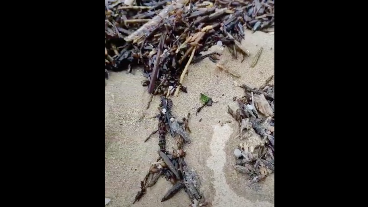 Comienzan a llegar los primeros pellets a las playas c&aacute;ntabras | V&iacute;deo: edc