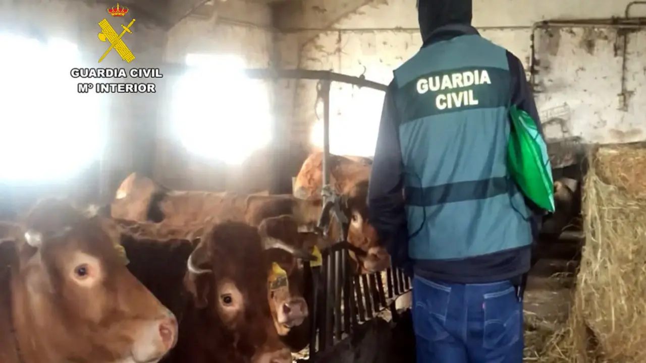 La Guardia Civil en una caba&ntilde;a de Miera