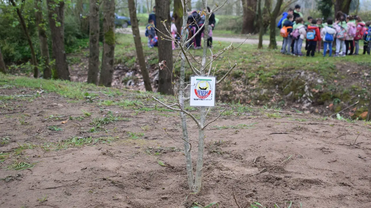 Plantaci&oacute;n &aacute;rboles