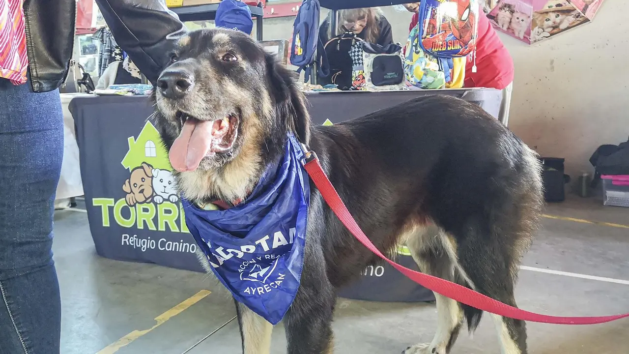 Feria de adopci&oacute;n responsable de Torrelavega. Foto| Archivo