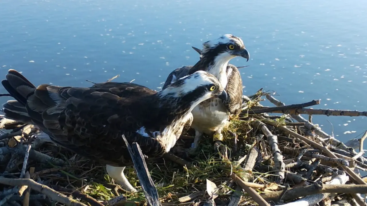 &Aacute;guilas pescadoras en la bah&iacute;a de Santander