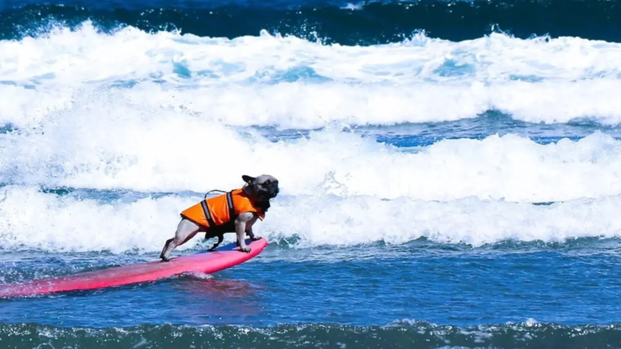 Imagen de un perro surfeando