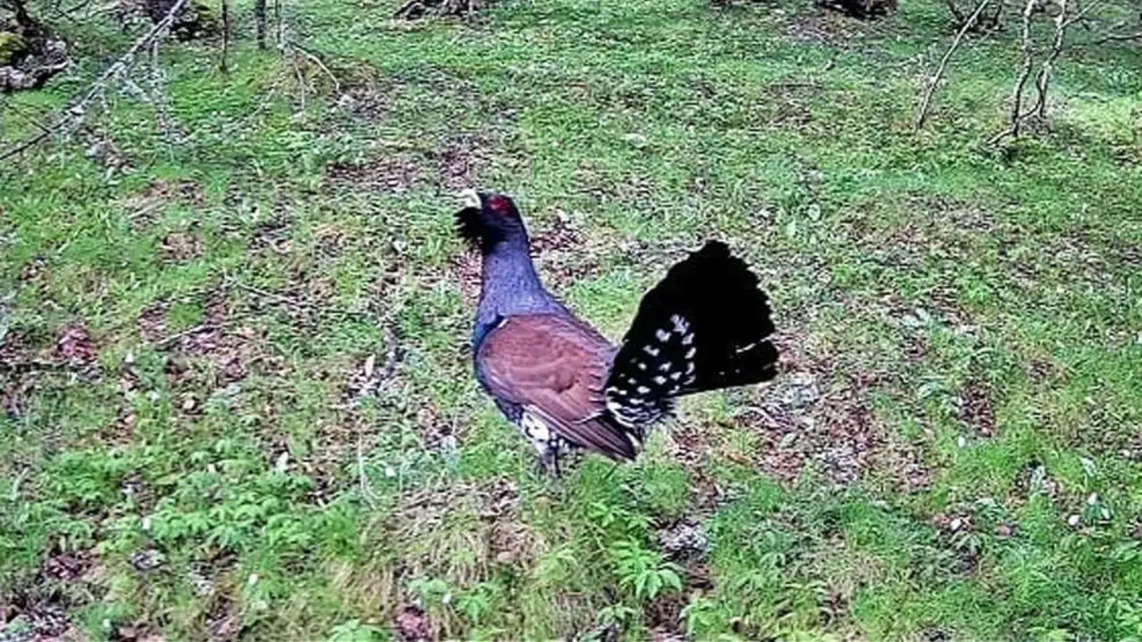 Urogallo cant&aacute;brico (Tetrao urogallus cantabricus)