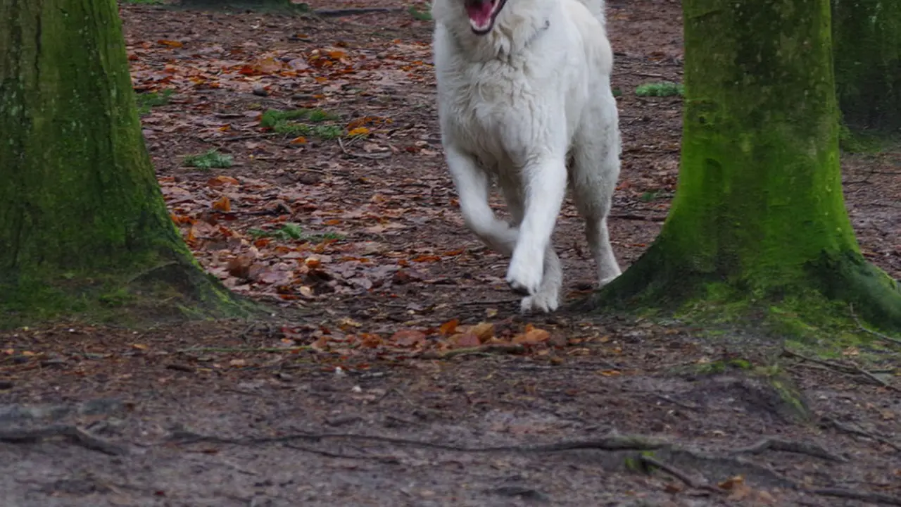 Imagen de un perro suelto