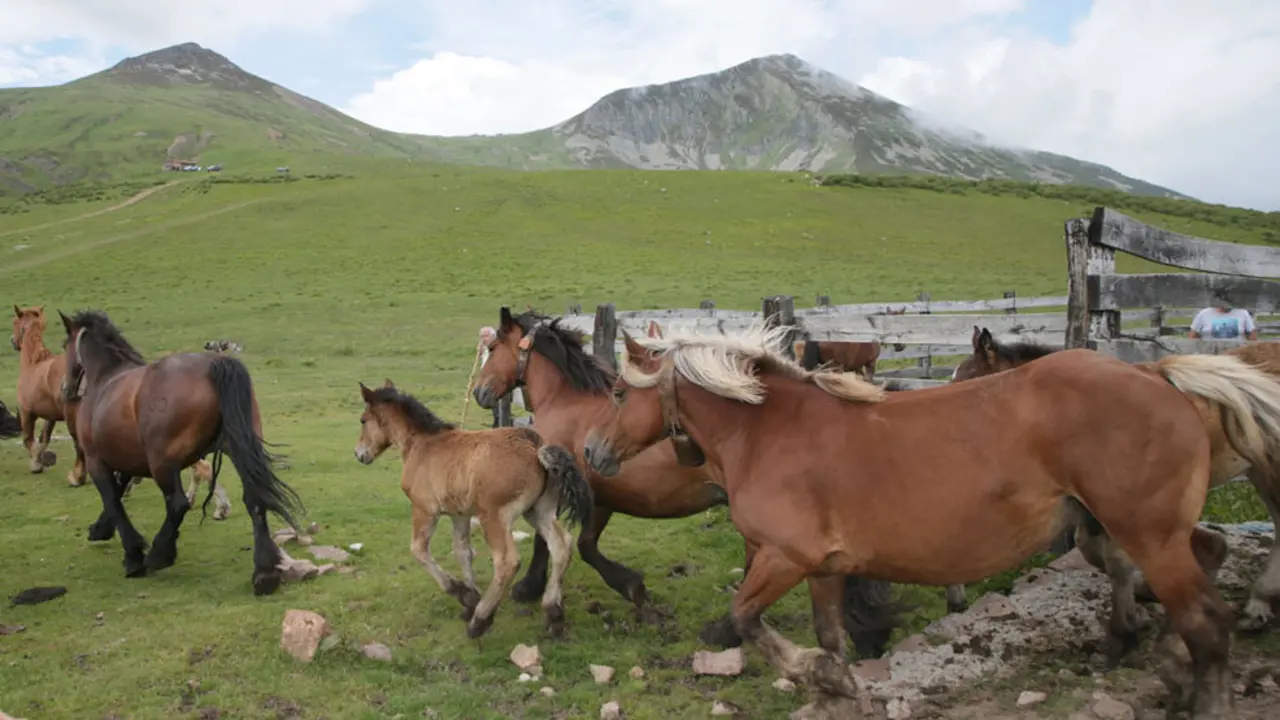 Subida de los animales a los puertos de Sejos