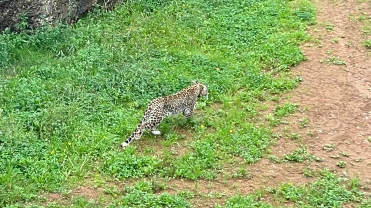 Leopardo persa Cab&aacute;rceno