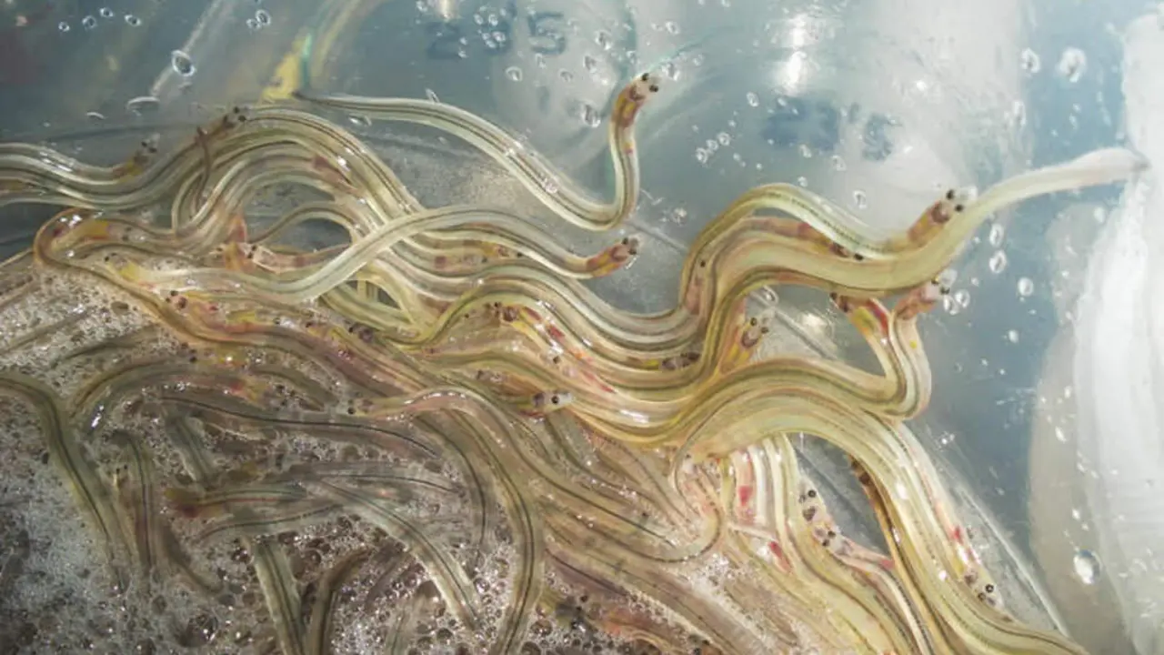 Campa&ntilde;a de la angula