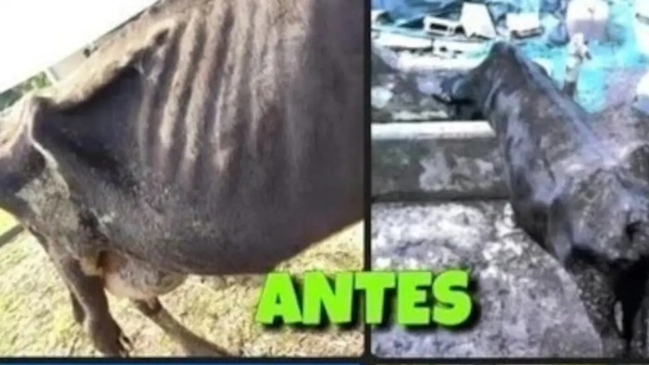 Vacas decomisadas que ser&aacute;n devueltas a su propietario