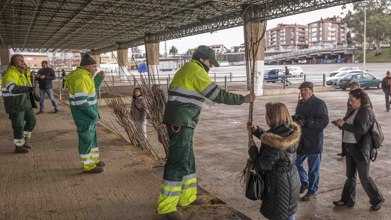 La campa&ntilde;a del &aacute;rbol de Torrelavega finaliza con el reparto de m&aacute;s de 2.100 ejemplares