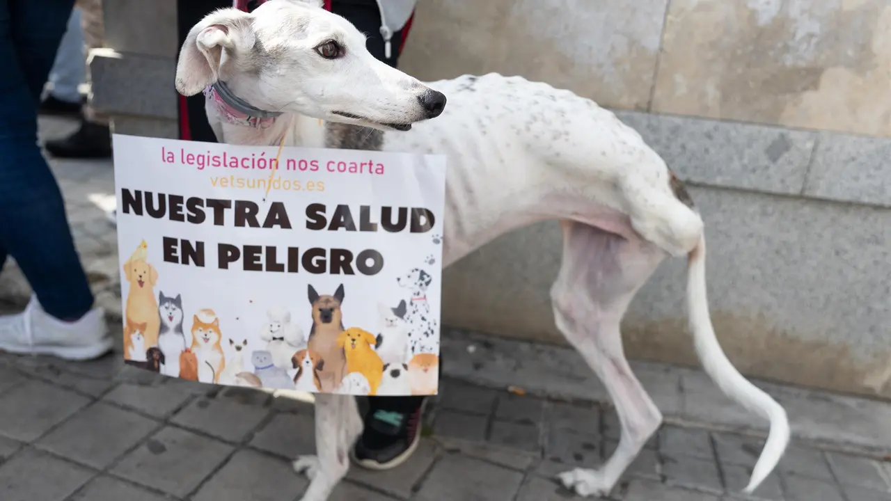 Un perro durante una manifestación contra la legislación sobre medicamentos veterinarios
