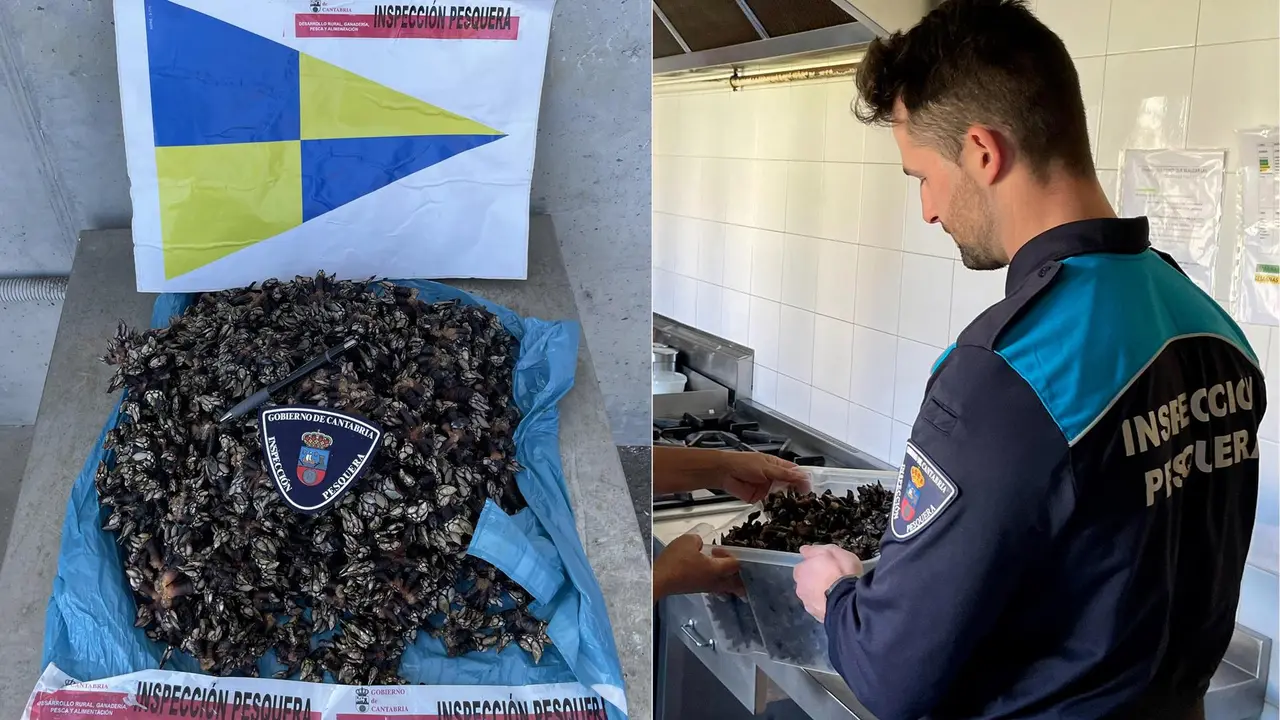 Percebes intervenidos a un pescador furtivo en Tagle