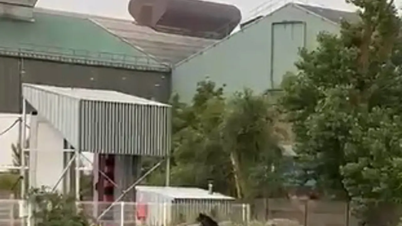 Imagen del oso en la zona de las instalaciones industriales de La Naval