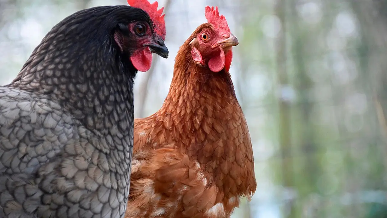 Gallinas en Cantabria
