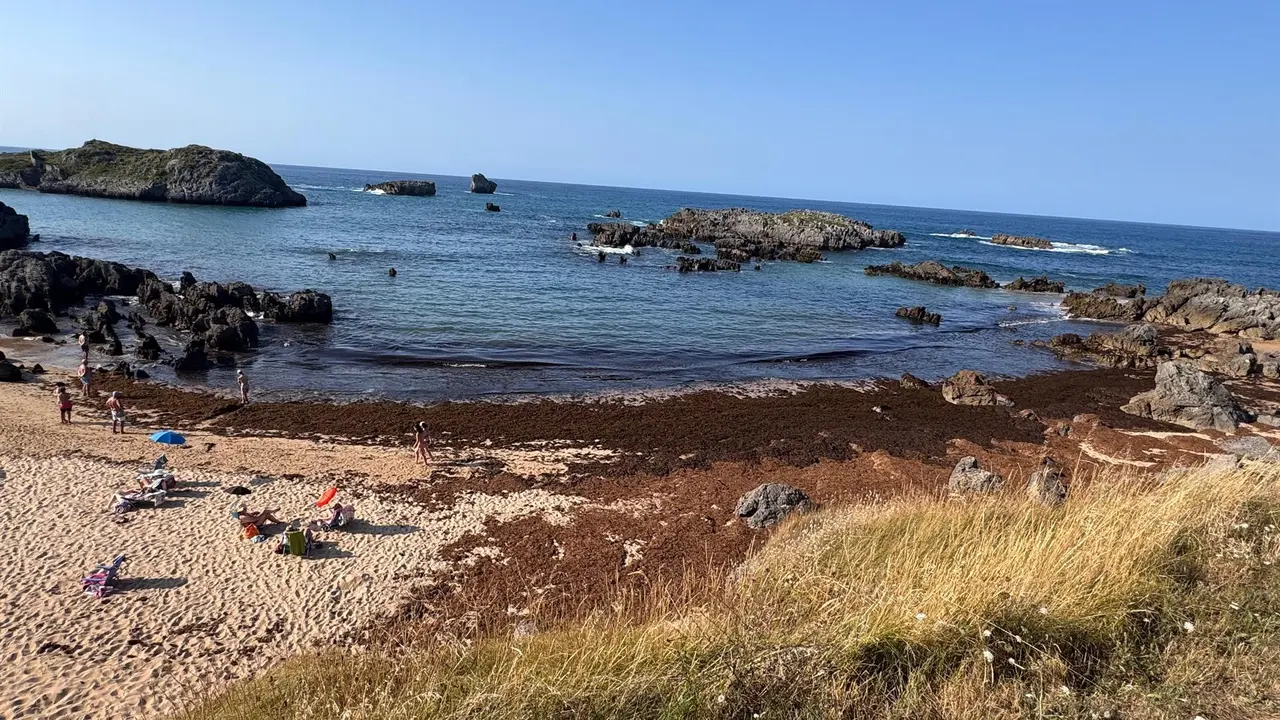 Algas en la playa de Noja