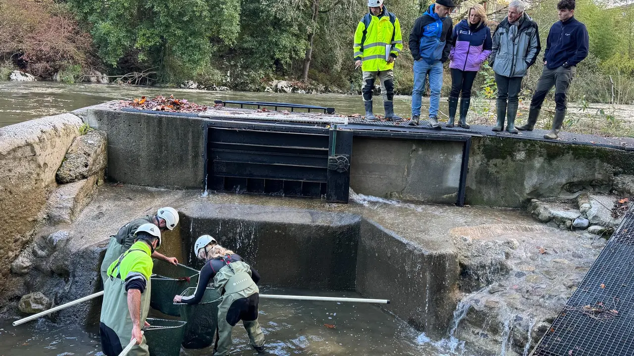 Inicio de la campaña anual de control de la reproducción de salmones y truchas