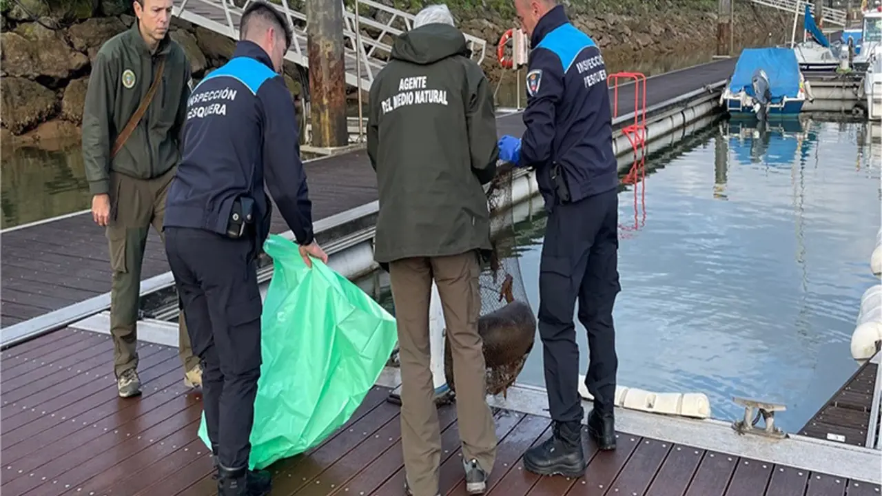 Agentes de Pesca hallan una nutria muerta en una trampa de pesca ilegal en la dársena de Orconera en Astillero