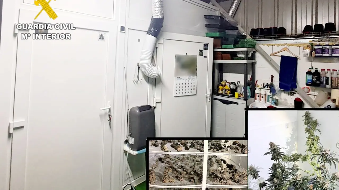 Plantación de marihuana en una nave industrial de Val de San Vicente