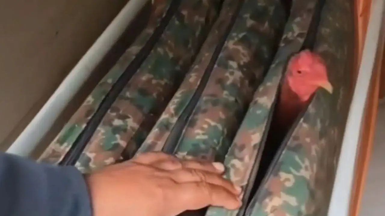 La Guardia Civil de Gipuzkoa intercepta en una furgoneta que se dirig&iacute;a de Cantabria a Francia 10 gallos de pelea