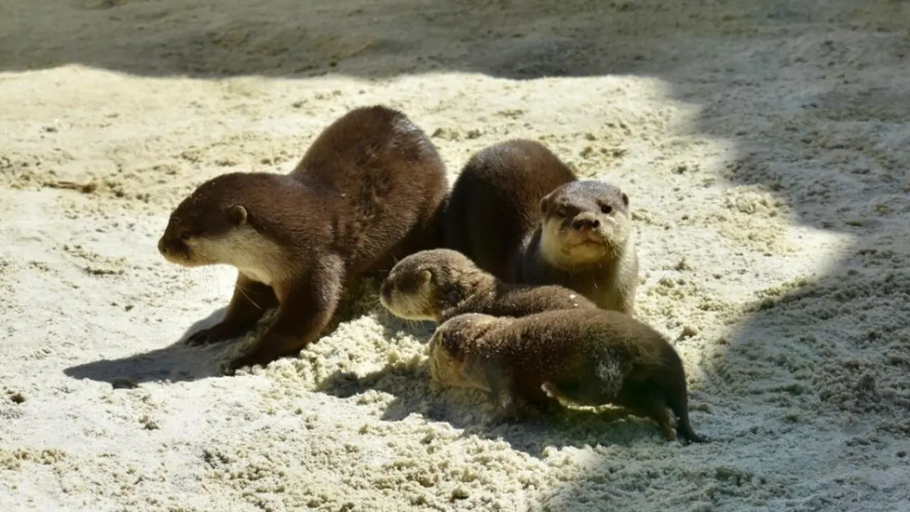 Las dos nutrias recién nacidas junto a sus padres en el Ecomuseo Fluviarium de Liérganes